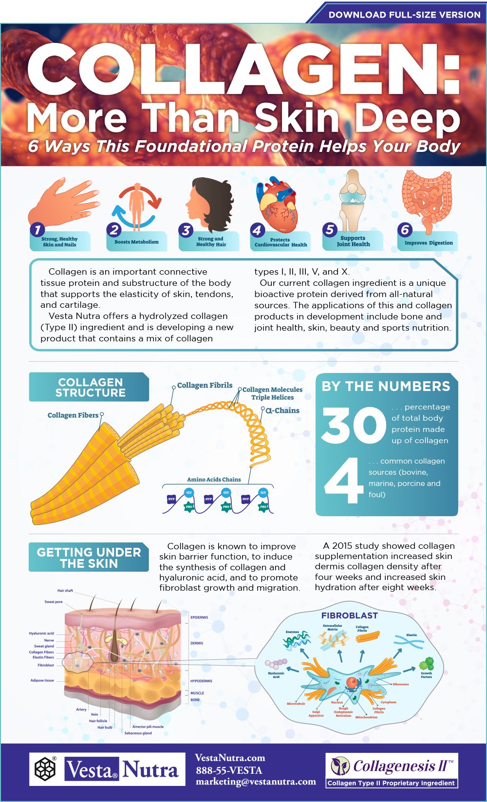 INFOGRAPHIC 6 Ways Collagen Helps The Human Body infographic-6-ways-collagen-helps-the-human-body